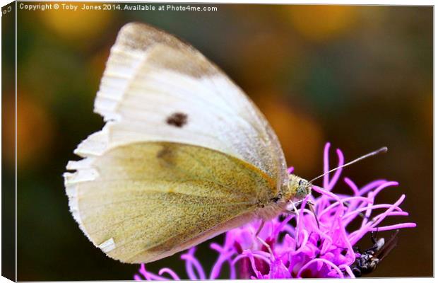 Large White Butterfly Canvas Print by Toby  Jones