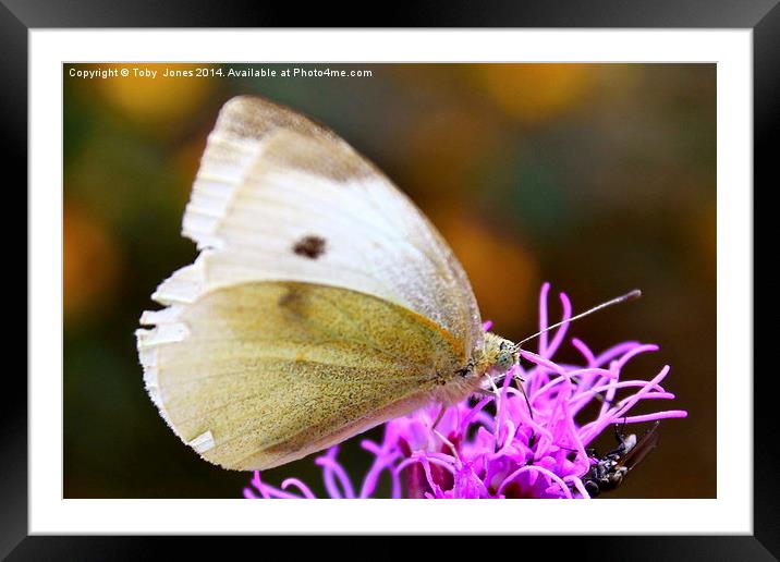 Large White Butterfly Framed Mounted Print by Toby  Jones
