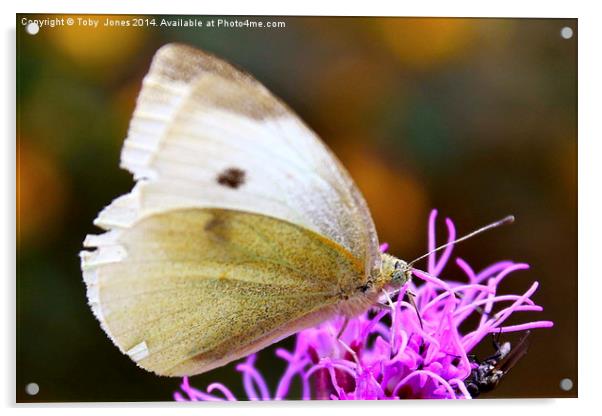 Large White Butterfly Acrylic by Toby  Jones