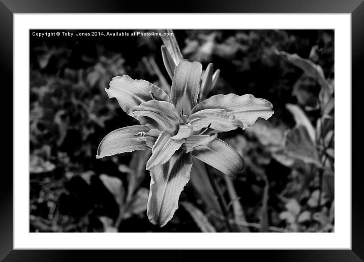 Iris Flower Framed Mounted Print by Toby  Jones