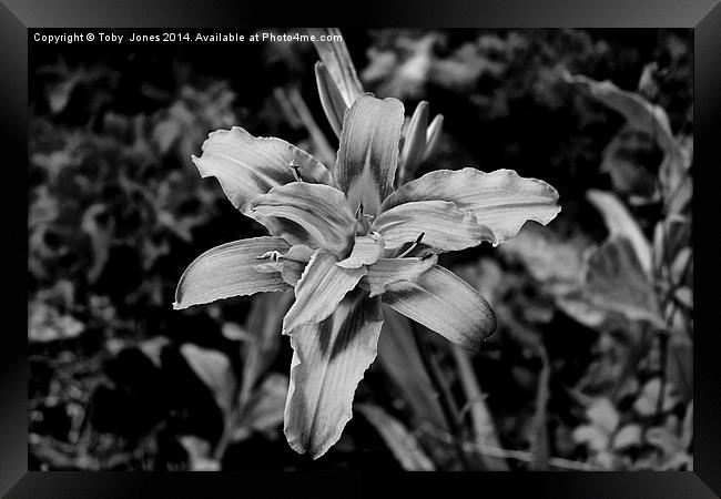 Iris Flower Framed Print by Toby  Jones