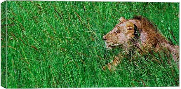JST2873 Male Lion Canvas Print by Jim Tampin