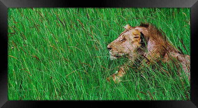JST2873 Male Lion Framed Print by Jim Tampin