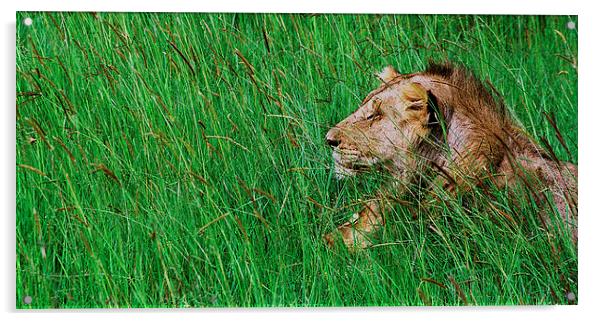 JST2873 Male Lion Acrylic by Jim Tampin