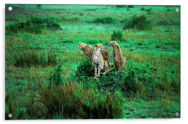 JST2873 Three Cheetah Acrylic by Jim Tampin
