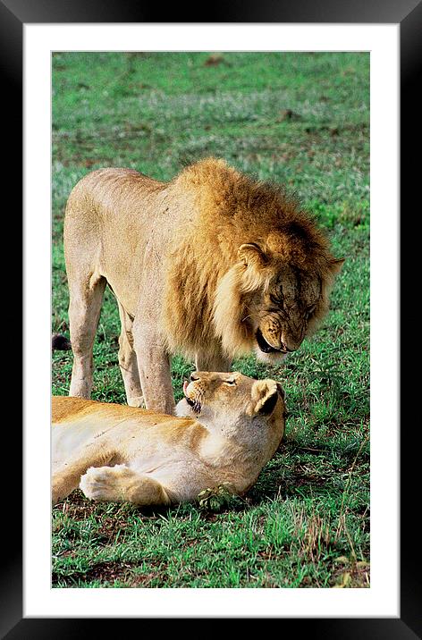 JST2872 Mating games 3 Framed Mounted Print by Jim Tampin