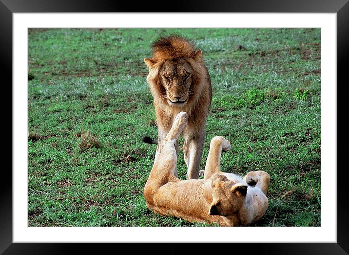 JST2871 Mating games 2 Framed Mounted Print by Jim Tampin