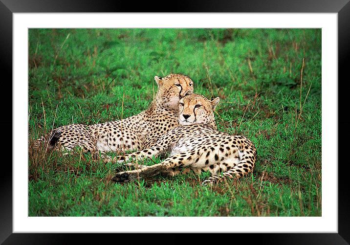 JST2869 Cheetah pair Framed Mounted Print by Jim Tampin