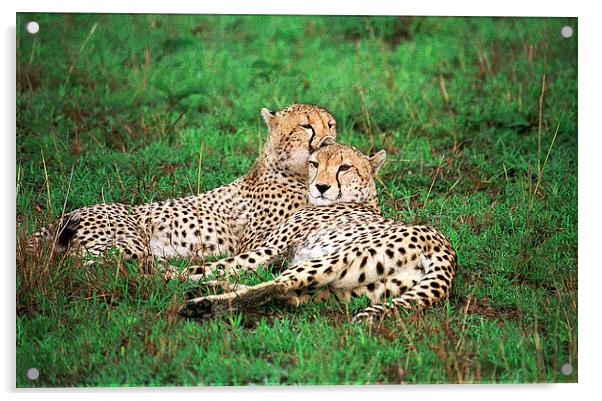 JST2869 Cheetah pair Acrylic by Jim Tampin