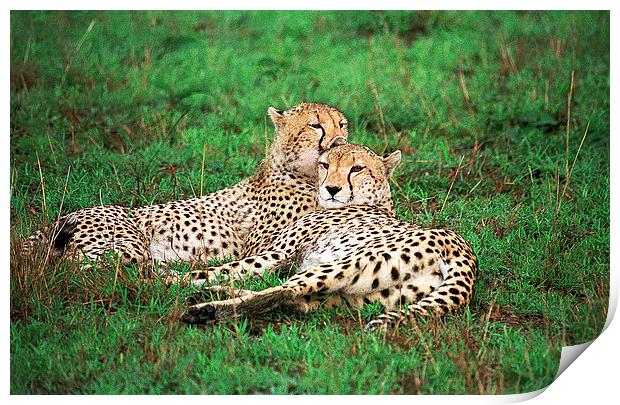 JST2869 Cheetah pair Print by Jim Tampin