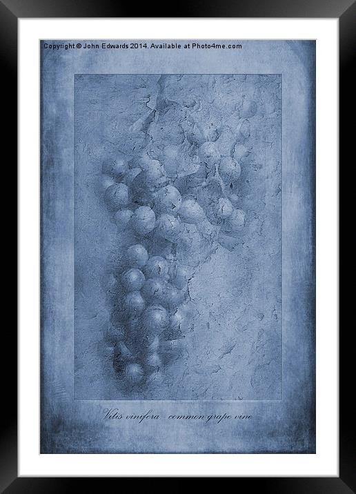 Vitis Cyanotype Framed Mounted Print by John Edwards