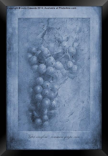 Vitis Cyanotype Framed Print by John Edwards