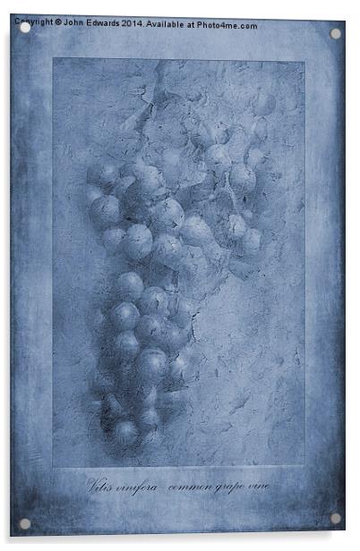 Vitis Cyanotype Acrylic by John Edwards
