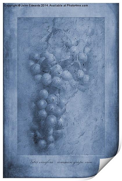Vitis Cyanotype Print by John Edwards