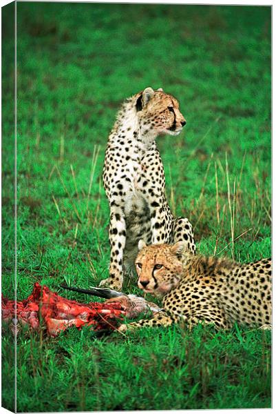 JST2868 Cheetah with kill Canvas Print by Jim Tampin