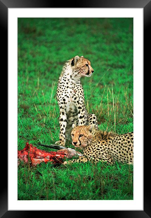 JST2868 Cheetah with kill Framed Mounted Print by Jim Tampin