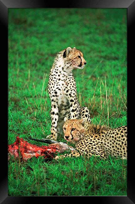 JST2868 Cheetah with kill Framed Print by Jim Tampin