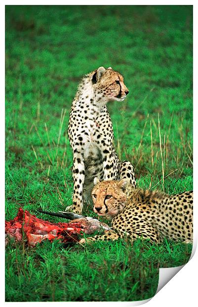 JST2868 Cheetah with kill Print by Jim Tampin
