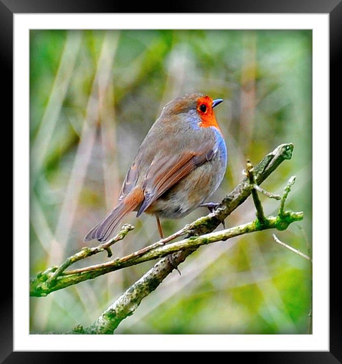 little red breast Framed Mounted Print by sue davies