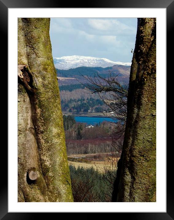 Tree - mendous view ! Framed Mounted Print by Bill Lighterness