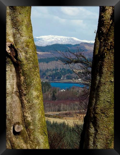 Tree - mendous view ! Framed Print by Bill Lighterness