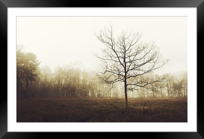 Lone Tree Framed Mounted Print by Matthew Dartford
