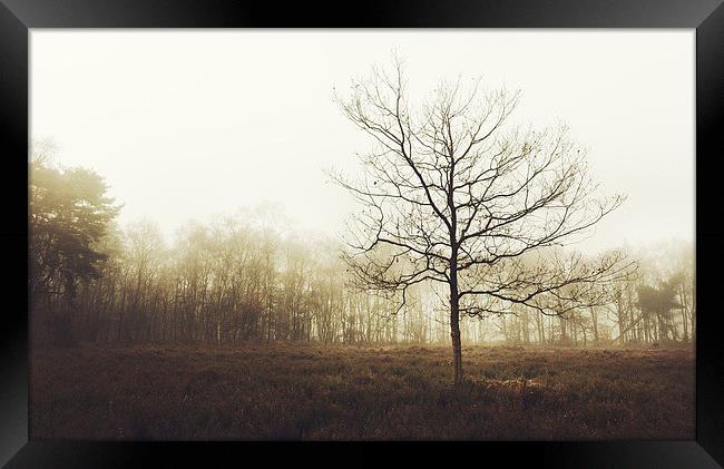 Lone Tree Framed Print by Matthew Dartford