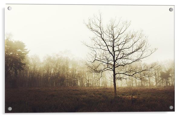 Lone Tree Acrylic by Matthew Dartford
