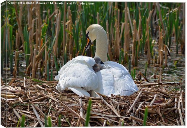 Swan and Cygnet nest Canvas Print by Diana Mower