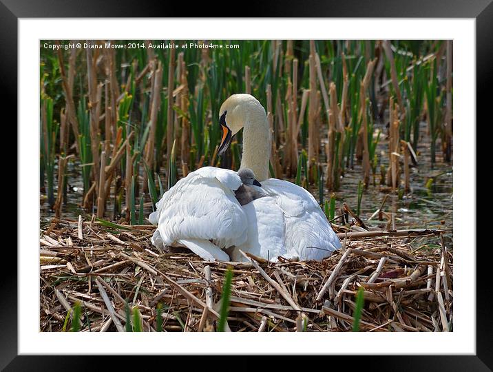Swan and Cygnet nest Framed Mounted Print by Diana Mower