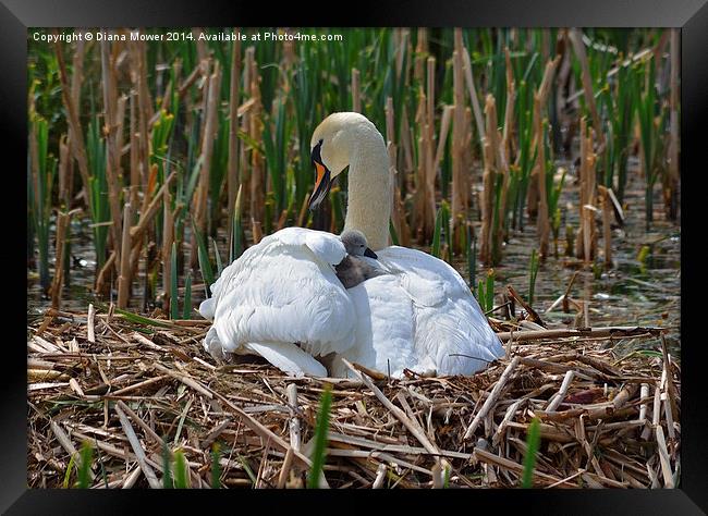 Swan and Cygnet nest Framed Print by Diana Mower