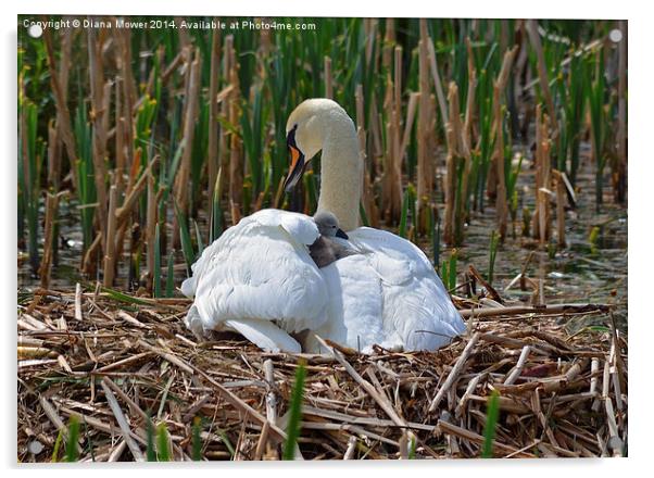 Swan and Cygnet nest Acrylic by Diana Mower