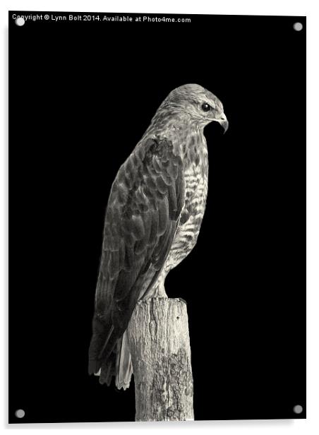 Peregrine Falcon Acrylic by Lynn Bolt