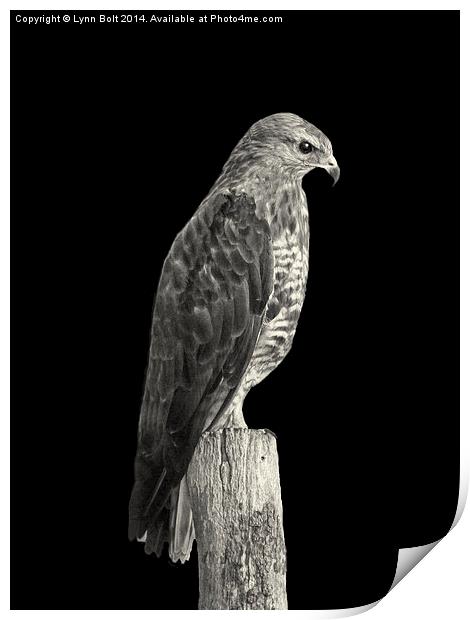 Peregrine Falcon Print by Lynn Bolt