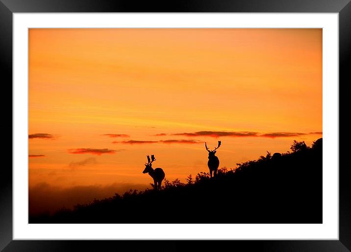 stags at sunset Framed Mounted Print by Helen Cooke