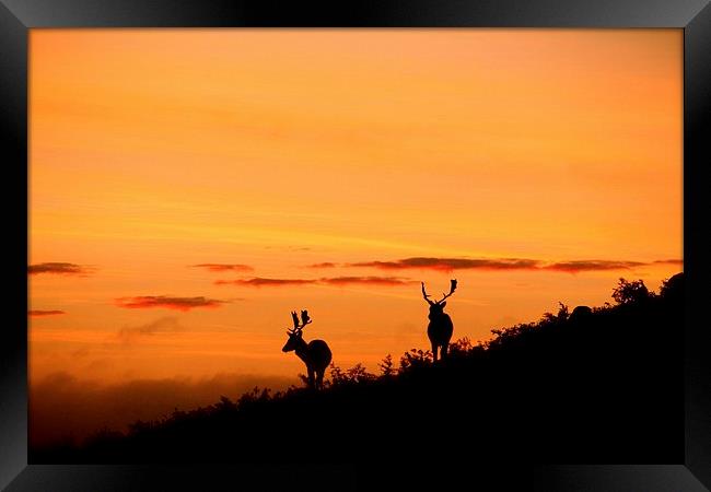 stags at sunset Framed Print by Helen Cooke