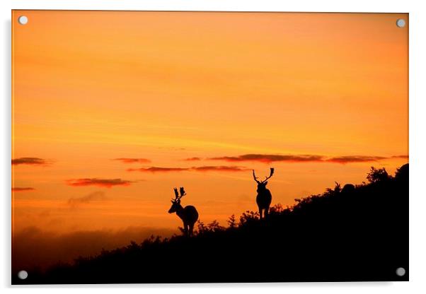 stags at sunset Acrylic by Helen Cooke