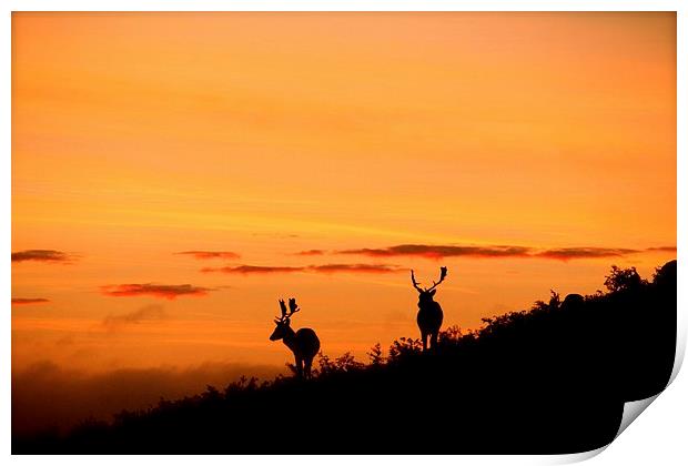 stags at sunset Print by Helen Cooke