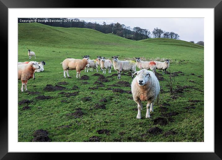 Leader of the (Wool) Pack Framed Mounted Print by George Davidson