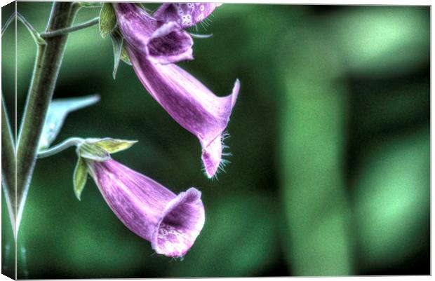 Foxglove Canvas Print by Gavin Wilson