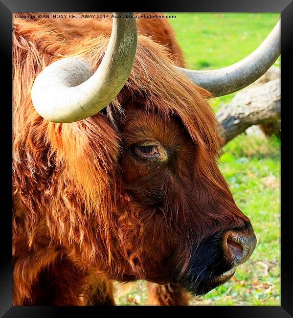 HIGHLAND COW CLOSE UP Framed Print by Anthony Kellaway