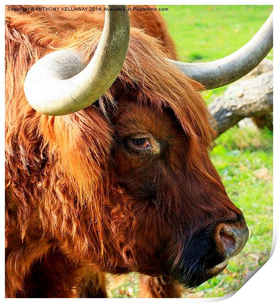 HIGHLAND COW CLOSE UP Print by Anthony Kellaway