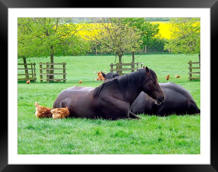 Horses , Chickens and Highland Coo Framed Mounted Print by Bill Lighterness