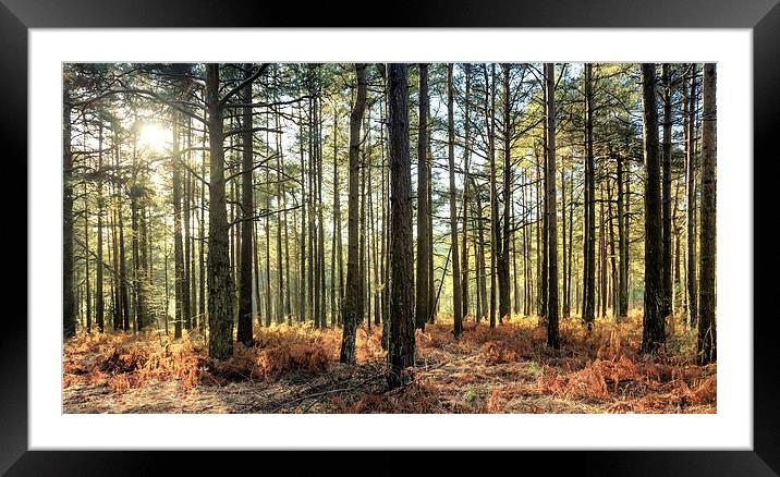 Sunlit Trees on the Ashdown Forest - Natalie Kinne Framed Mounted Print by Natalie Kinnear