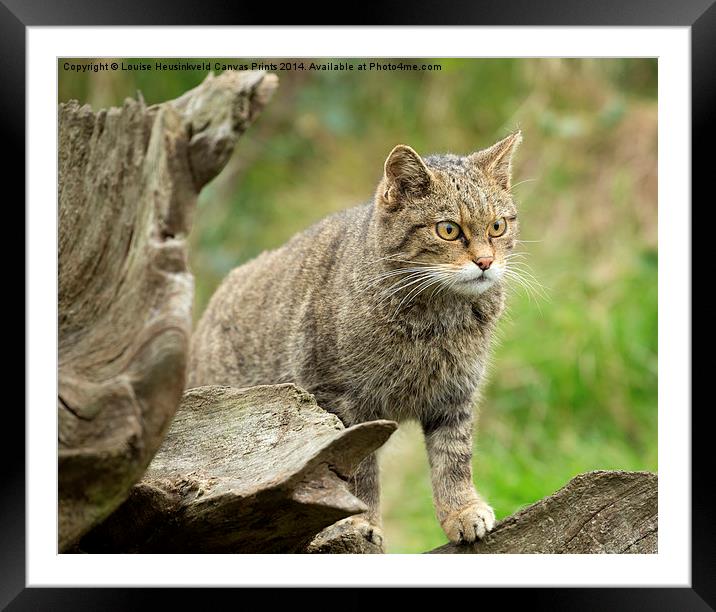 Scottish wildcat Framed Mounted Print by Louise Heusinkveld