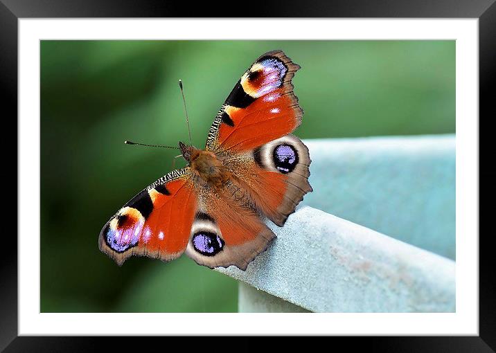 Peacock Butterfly Framed Mounted Print by Mark  F Banks