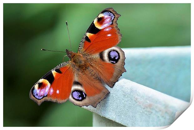 Peacock Butterfly Print by Mark  F Banks