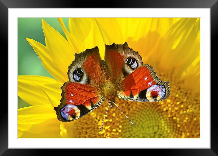 Peacock On Sunflower Framed Mounted Print by Mark  F Banks