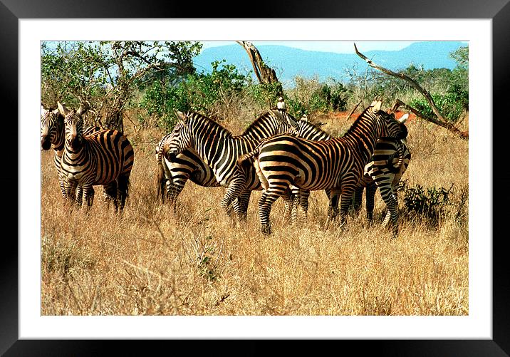 JST2942 Plains Zebra Framed Mounted Print by Jim Tampin