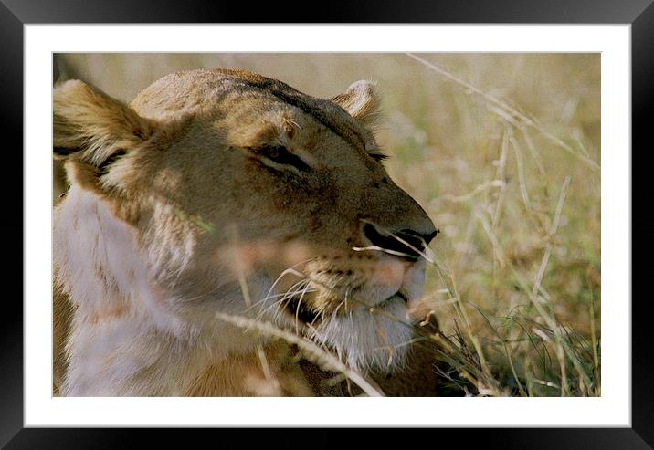 JST2937 African lioness Framed Mounted Print by Jim Tampin